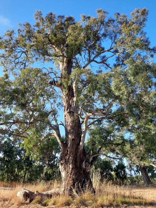 River Red Gum