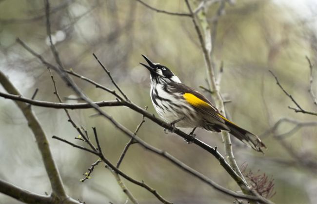 Bird