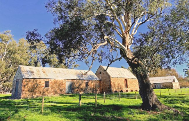 Three heritage barns with a large tree in the foreground