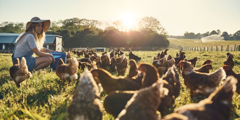 Woman feeding chickens