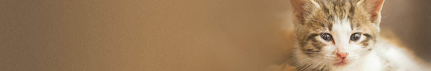 Webpage Banner of a white and tan cat