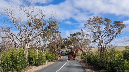 Road Recovery Tree Removal