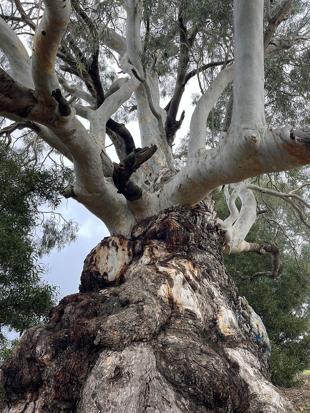 Tree Month June