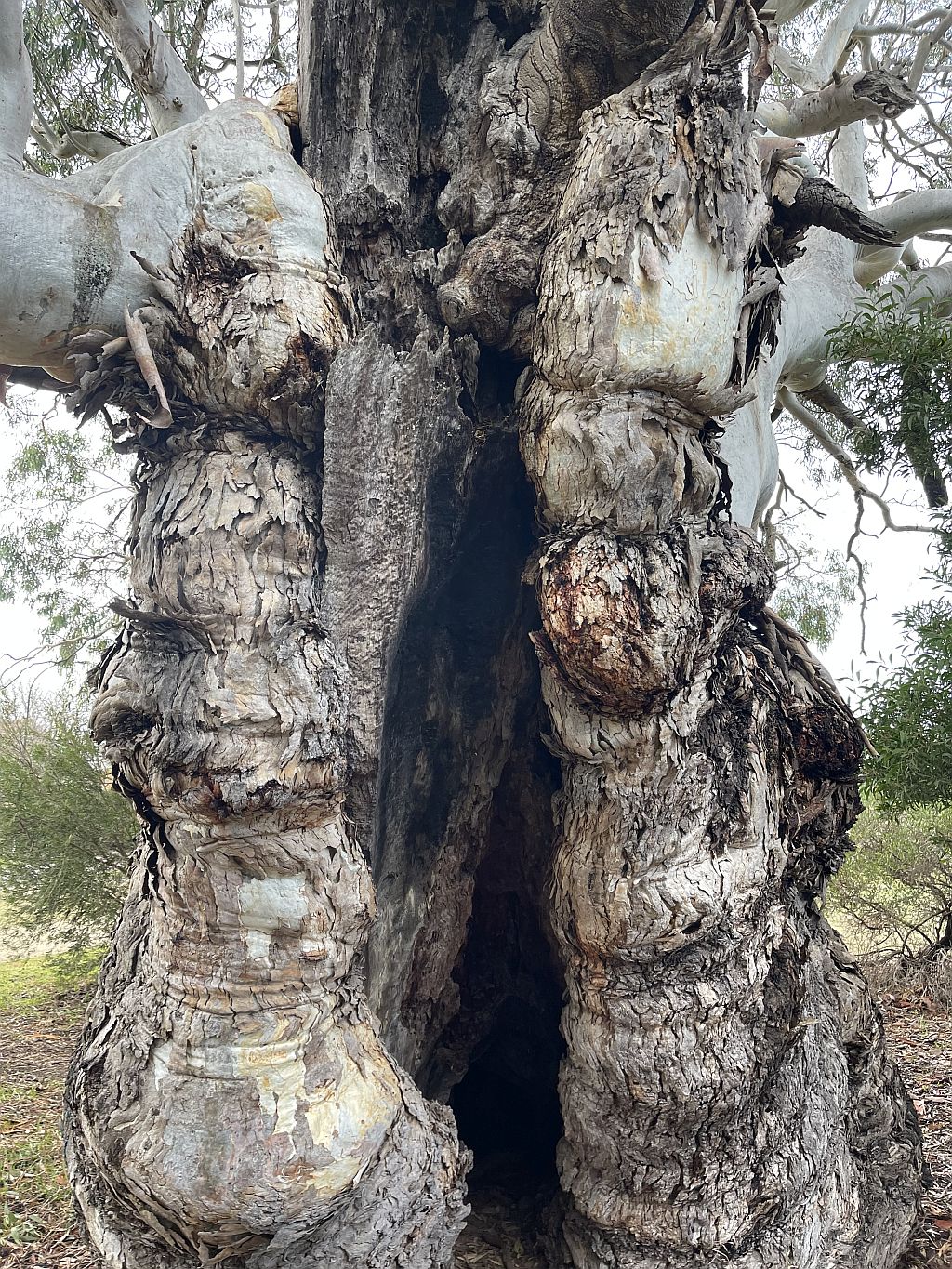 Tree month 3