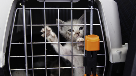 card listing cat in carrier