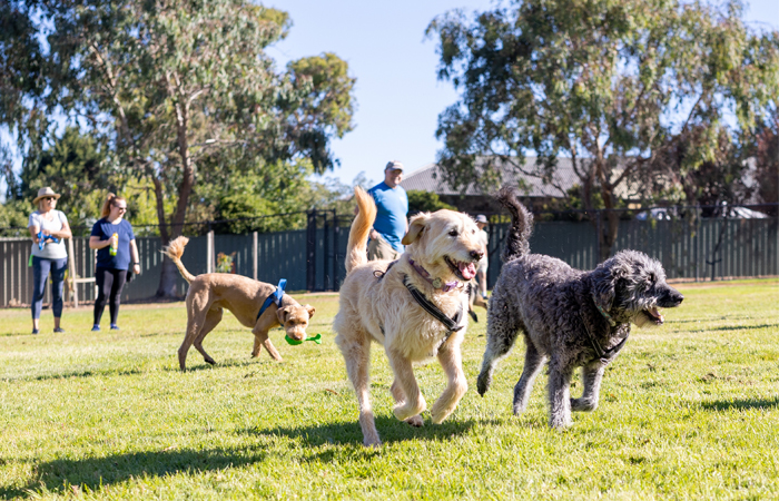 Woofside Road Dog Park dogs running