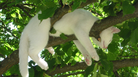 card listing cat in tree