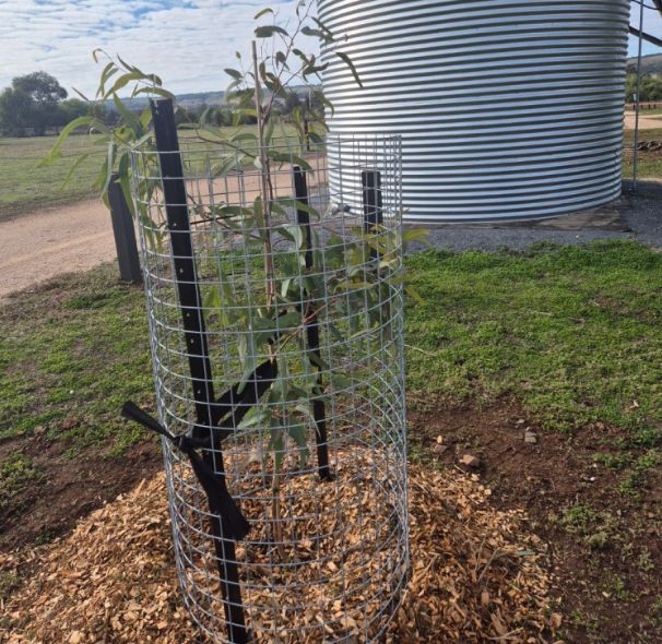 FH Plantings