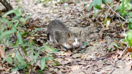card listing cat on the prowl